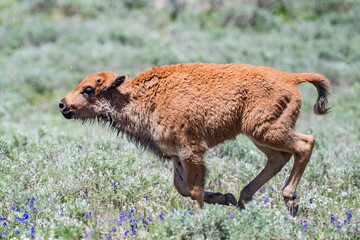 A young American Bison (Bison bison) running to keep up with the herd in the Haydon Valley of Yellowstone National Park.