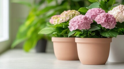 An elegant arrangement of pink hydrangeas in terracotta pots, beautifully illuminated by soft light, evoking freshness and natural beauty in a serene indoor setting.