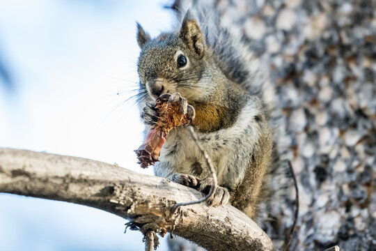 An American Red Squirrel (Tamiasciurus hudsonicus) sitting on a branch eating a small pine cone in Yellowstone National Park.