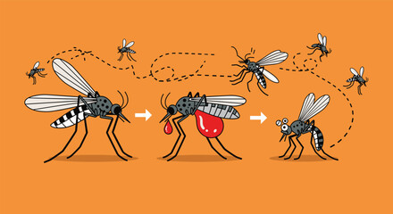 Lifecycle Of A Mosquito And Blood Feeding Process Illustration