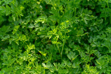 Fresh green parsley leaves in the garden. 
