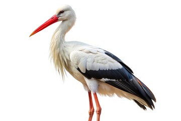 Fototapeta premium White stork bird profile isolated on white background