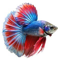 Fototapeta premium Vibrant red and blue siamese fighting fish isolated on white background