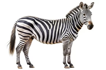 Stickers Zebra Striped plains zebra standing isolated on white background  © PNG HOUSE