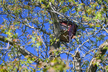 An old wooden birdhouse high on a walnut tree branch with spring foliage. 

