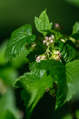 Tiny green flowers of currant on a bush with green leaves. 
