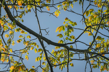 Flowers of walnut tree on a branch with fresh new leaves. 
