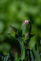 Pink carnation flower bud in macro detail.
