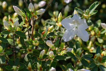 White azalea buds and a blooming flower among green leaves. 
