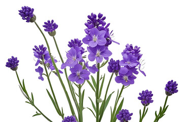 Fototapeta premium purple flower isolated on transparent background