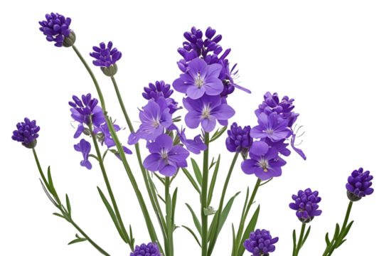 purple  flower isolated on transparent background - Powered by Adobe