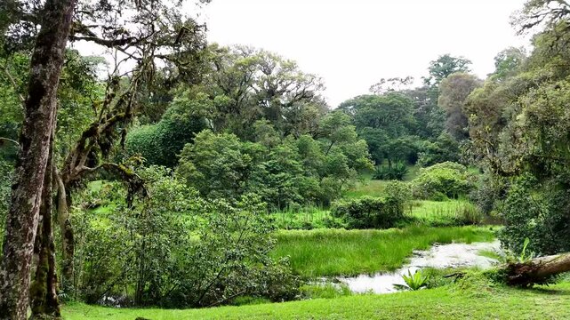 Drone view of Mau Forest in Kericho, Kenya, revealing dense trees