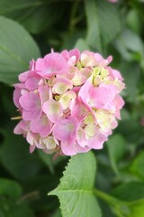可愛いアジサイの花
