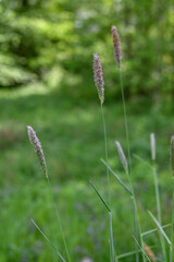 Meadow foxtail grass with visible pollen structures on the stem, outdoors in nature. 
