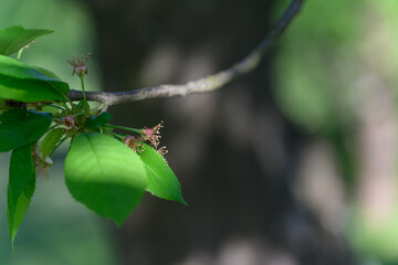 Close-up of faded cherry blossom remnants on a tree branch. 
