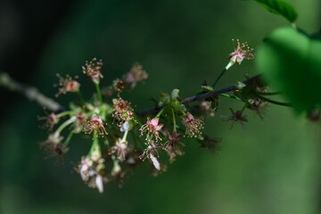 Close-up of faded cherry blossom remnants on a tree branch. 
