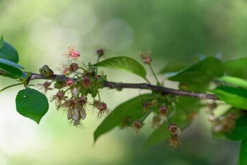Close-up of faded cherry blossom remnants on a tree branch. 
