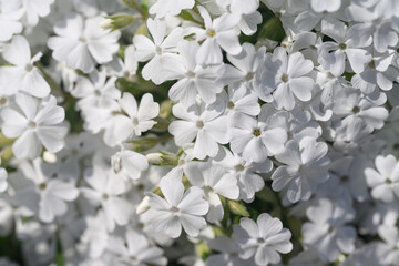 Close-up of beautiful white flowers of phlox paniculata in bloom. 
