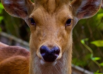 deer in the forest