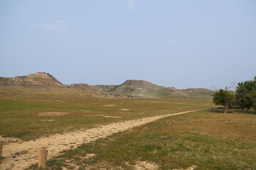 Bison herd in a meadow