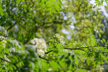 Fresh and beautiful white rowan tree flowers with green leaves in natural bloom. 
