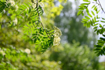 Fresh and beautiful white rowan tree flowers with green leaves in natural bloom. 
