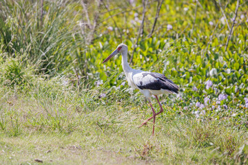Maguari stork (Ciconia maguari) in a wetland.