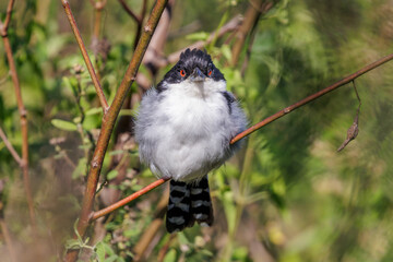 Great Antshrike (Taraba major) perched on a tree branch seen from the front.