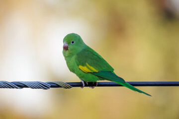 Yellow chevroned Parakeet (Brotogeris chiriri) perched on a power line.