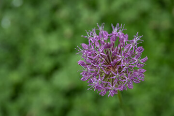 Tiny purple ornamental allium flowers with a green background. 
