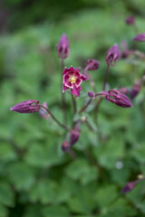 Deep burgundy flower of a decorative columbine plant outdoors with green background. 
