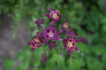 Deep burgundy flower of a decorative columbine plant outdoors with green background. 
