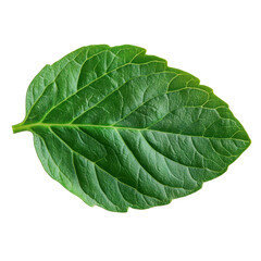 Obraz premium Fresh green leaf isolated on transparent background. PNG.