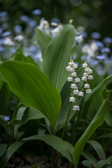 Tiny white lily of the valley flowers and green leaves in a garden. 
