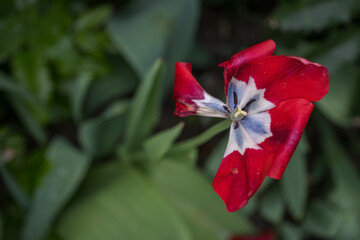 Fully open fading red tulip flower with a blue-white center seen from above in a garden setting. 

