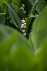 Obraz premium Tiny white lily of the valley flowers and green leaves in a garden. 