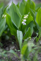 Tiny white lily of the valley flowers and green leaves in a garden. 
