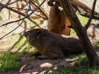 View of a rock hyrax hanging out under the shade.