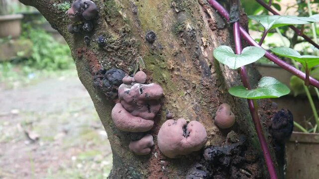 Daldinia concentrica fungus on tree trunk