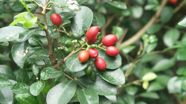 kemuning fruit (Murraya paniculata) on a tree