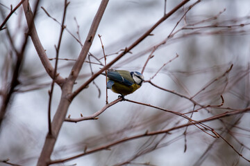 Blue Tit (Cyanistes caeruleus), common across Europe, spotted in Phoenix Park, Dublin.