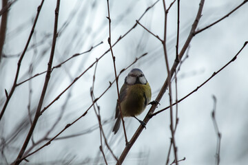 Blue Tit (Cyanistes caeruleus), common across Europe, spotted in Phoenix Park, Dublin.
