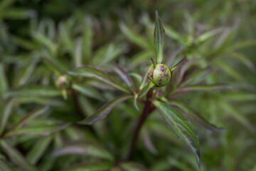 Round peony bud and fresh green leaves. 
