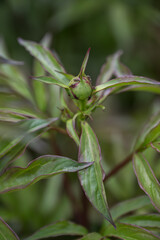 Round peony bud and fresh green leaves. 
