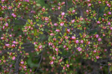 Pink buds and green leaves on an azalea shrub.