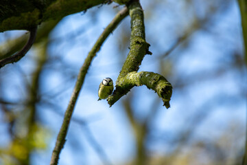 Blue Tit (Cyanistes caeruleus), common across Europe, spotted in Phoenix Park, Dublin.