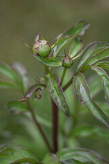Fototapeta premium Round peony bud and fresh green leaves. 