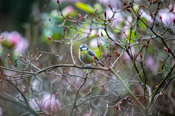 Blue Tit (Cyanistes caeruleus), common across Europe, spotted in Phoenix Park, Dublin.