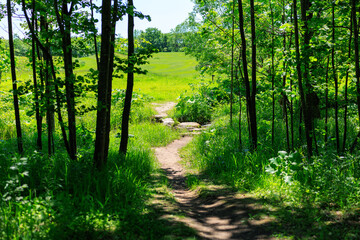 Fototapeta premium 森の道 