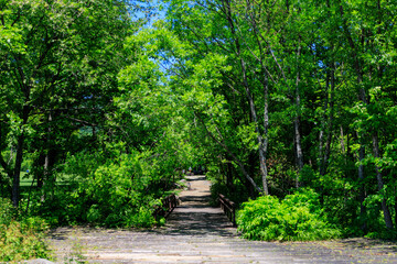 Obraz premium 森の道 